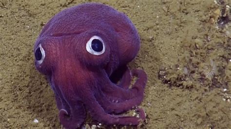 The adorable sea creature known as the Stubby squid was seen off ...