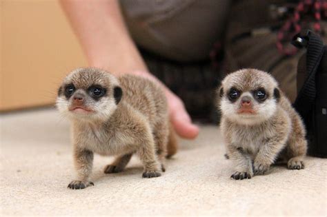 Meerkat Pups Go Exploring At Taronga Zoo - ZooBorns