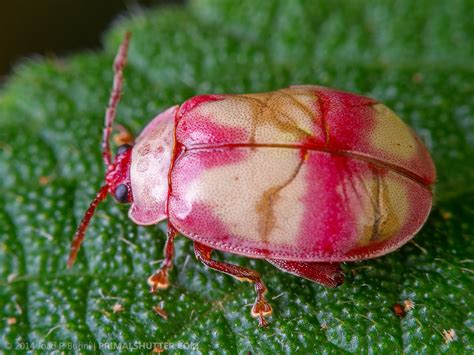 Alagoasa sp. (?) (Chrysomelidae, Galerucinae) | Pink leaf be… | Flickr