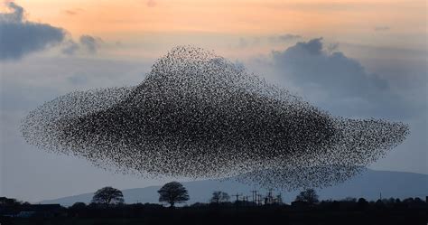 Mesmerizing Starling Murmurations