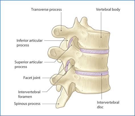 Vertebral Column | Basicmedical Key