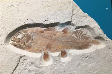 Ancient Fish Fossils