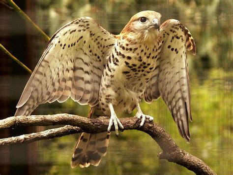 Mauritius Kestrel - Wildlife Preservation Canada