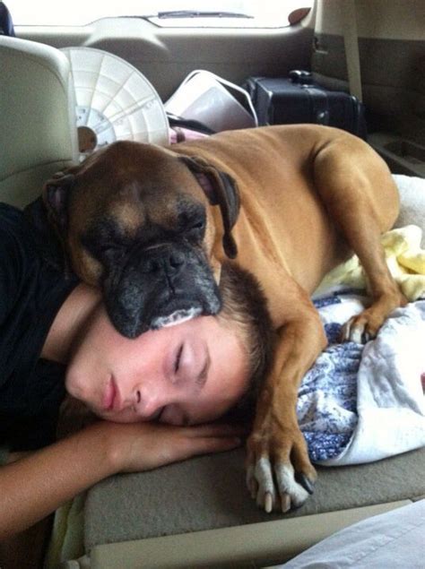 30 Boxer Dogs Sleeping In Totally Ridiculous Positions | The Paws in ...