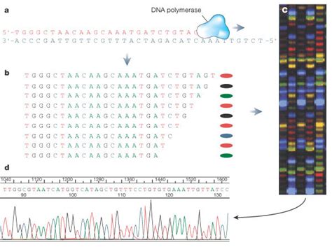 How to sequence DNA | Learn Science at Scitable