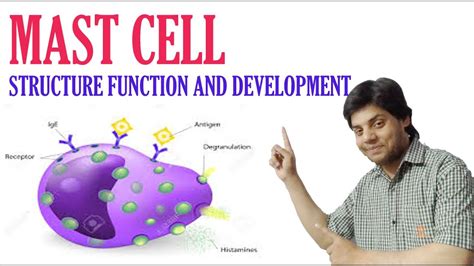 Mast cell (function, development and structure etc) - YouTube