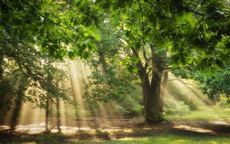 Green and brown tree painting, nature, trees, sunlight, sun rays HD ...