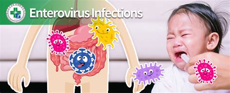 Understanding Enterovirus Infections