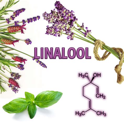 Terpene Talks: Linalool - Fern Valley Farms