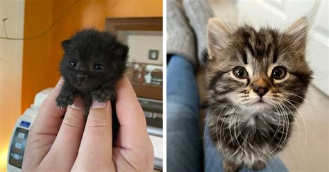 The 50 Cutest Kittens Of 2022: The Tiniest, Sweetest, And Spiciest ...