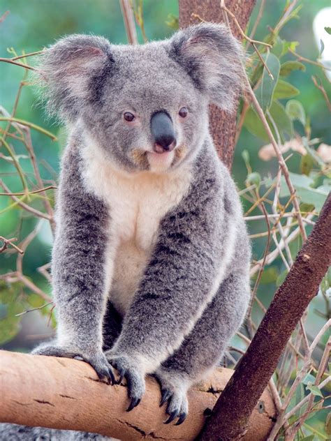 Koala Animal | Interesting Facts & Latest Pictures | All Wildlife ...