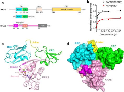 KRAS interaction with RAF1 RAS-binding domain and cysteine-rich domain ...