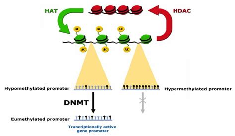 CpG islands of gene promoter regions are usually hypomethylated in ...