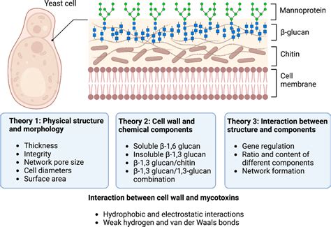 Recent Insights into the Use of Antagonistic Yeasts for Sustainable ...