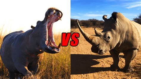 Rhino Vs Hippo Who Would Win Book