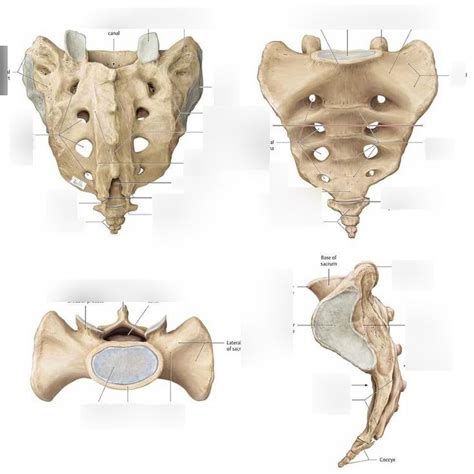 OS SACRUM ANATOMY Diagram | Quizlet