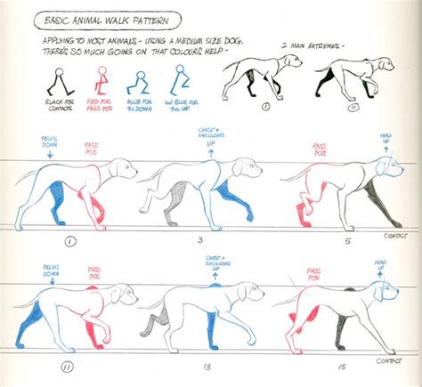 Learn how to animate a dog's walk cycle with this handy guide from ...