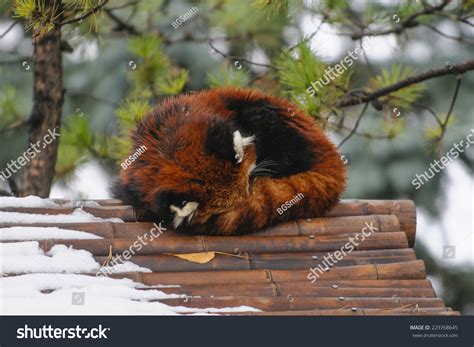 Sleeping Red Panda On Bamboo Rooftop Stock Photo 229768645 | Shutterstock