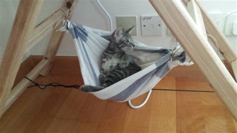 DIY Cat Hammock : r/Hammocks