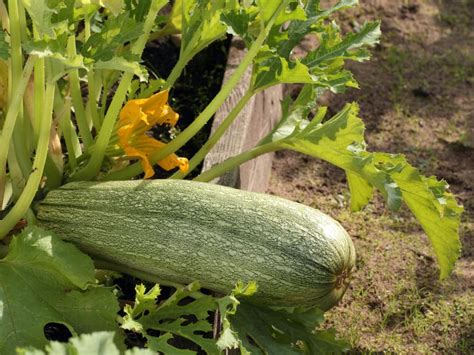 growing baby marrows in containers - artvanclearancebaycitymi