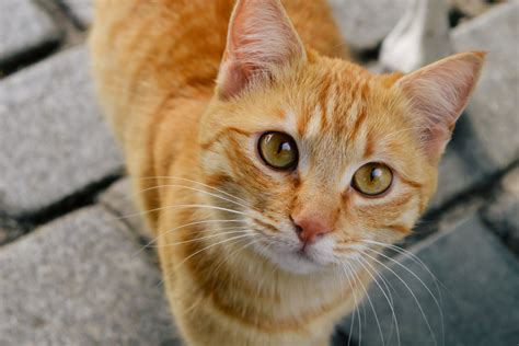 13 Best Orange Cat Breeds - Most Popular Orange Cats