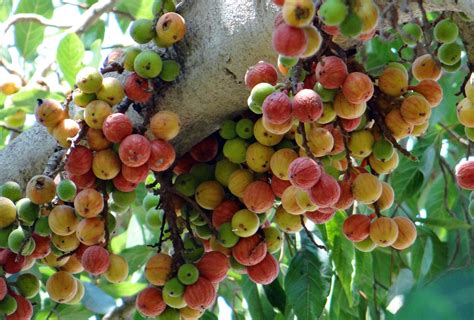 Free Images : tree, branch, fruit, flower, food, produce, dharwad ...