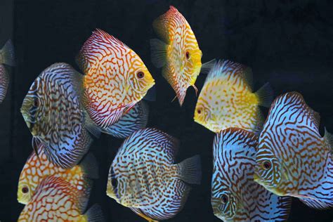 Discus Fish Care Guide | Types, Breeding, Setup | TheAquariumAdviser