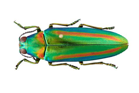 Jewel beetles evolve to see new colors by duplicating their genes ...