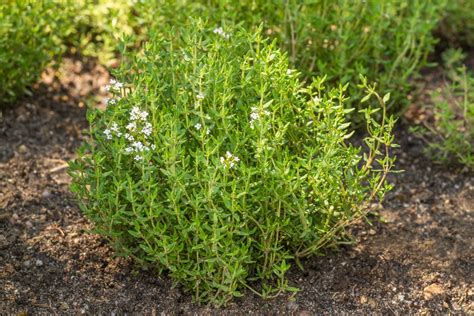 5 Reasons Why Thyme Plant Dried Out - Farmer Grows