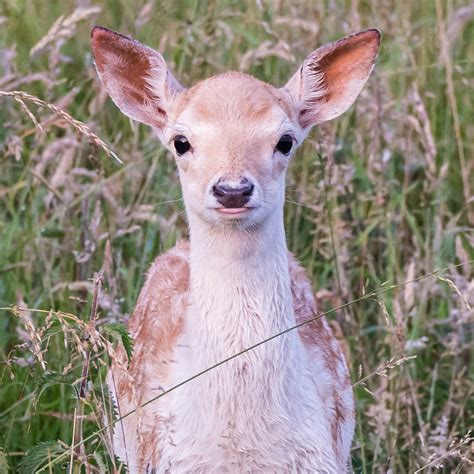 Fallow deer fawn by RobL - Pentax User