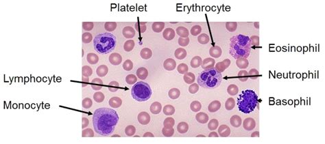 Blood Smear Under Microscope Labeled - KayleyqoHorn