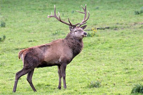 Irish Red Deer Photograph by Pierre Leclerc Photography