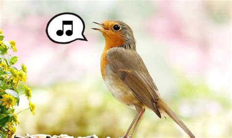 Why do birds sing? - Bird Vibes