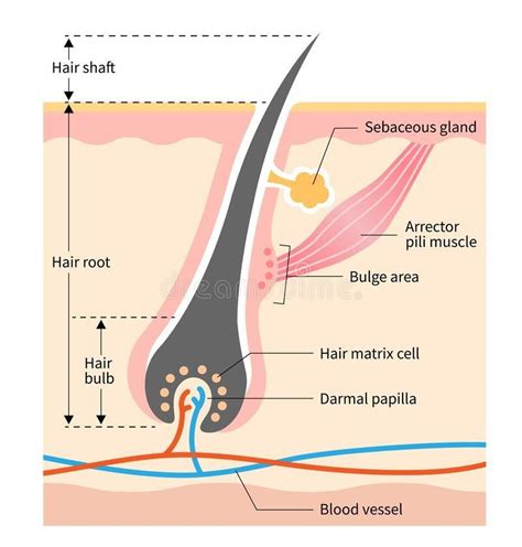 Electrolysis: A Brief Introduction | Acne Treatment Center | Vancouver, WA