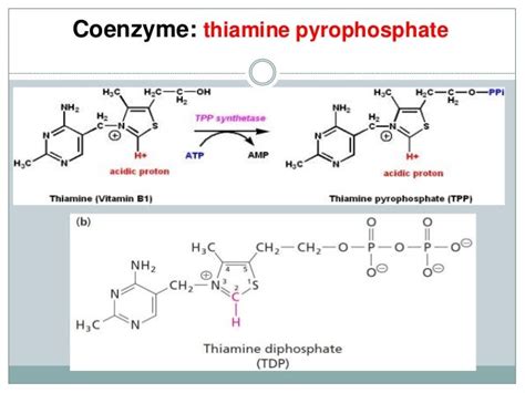 Thiamine Pyrophosphate : Vitamin B1 Thiamine Pyrophosphate (60caps ...