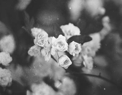 Black And White Flower Gif Tumblr