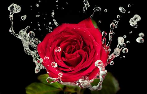 Wallpaper water, drops, rose, Red, red, Water, beautiful, Roses ...