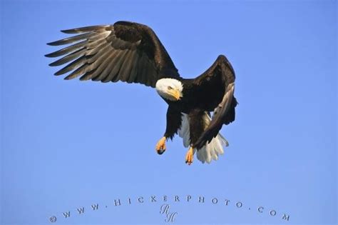 American Eagle Hunting | Photo, Information