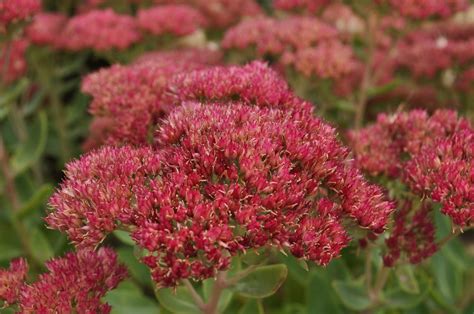 Autumn Joy Stonecrop [Sedum spectabile 'Autumn Joy'] in 2021 | Water ...