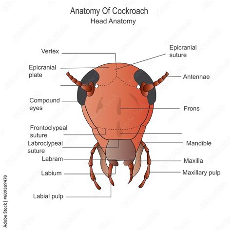 Cockroach anatomy, head anatomy. Biological illustration. Labelled ...