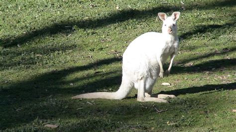 Information of The World: White Kangaroo from Australia.