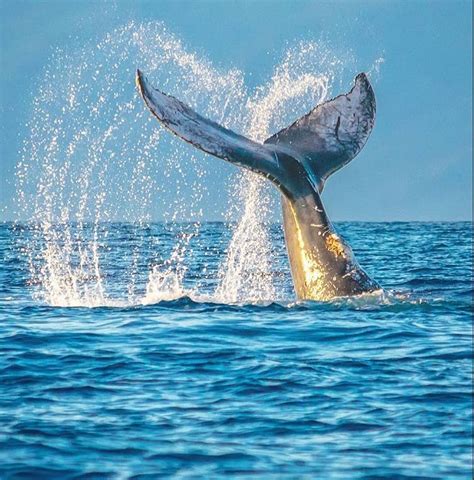 Maui Whale Watching Tours | Maui Whale Watch From Lahaina & Maalaea