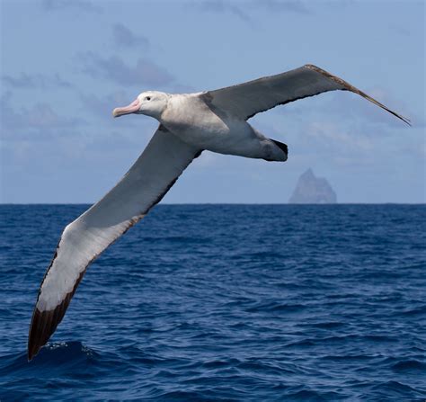 How majestic is this wandering Albatross, spotted gliding around ...