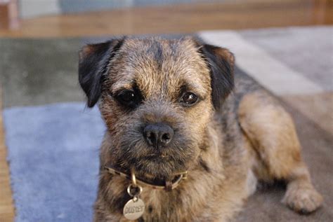 Border Terrier - Pictures, Information, Temperament, Characteristics ...