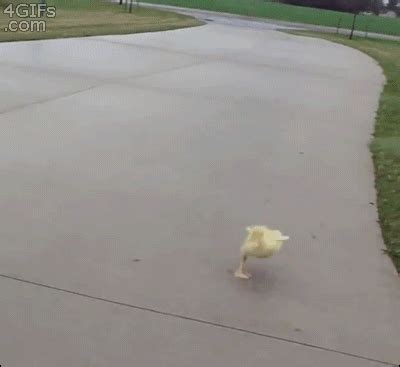 dark souls duckling gif | WiffleGif