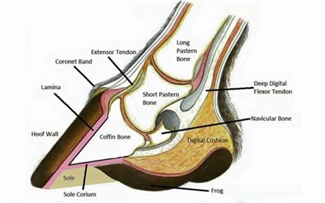 Cow Hoof Anatomy - All About Cow Photos