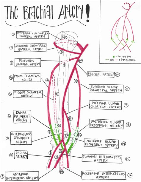 Pin on Upper limb anatomy