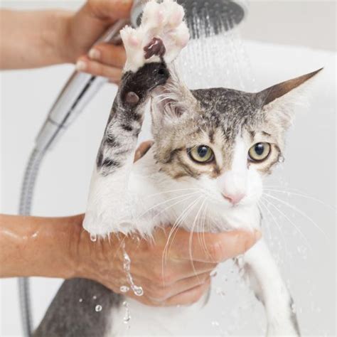 How to Give Bath to Cat for First Time