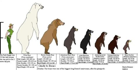 How Tall is a Polar Bear - Polar Bear Height - Zooologist