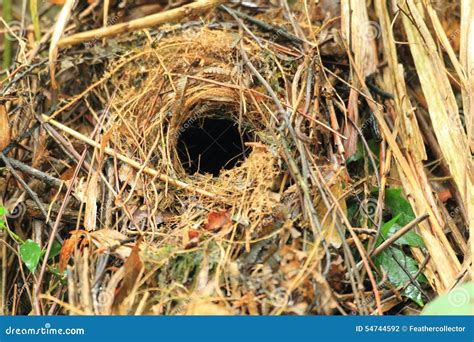 Fairy Pitta nest in Taiwan stock photo. Image of nympha - 54744592